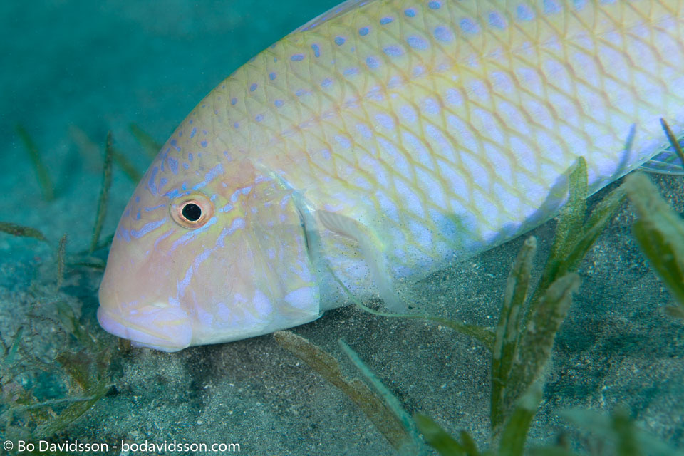 BD-131212-Marsa-Alam-1356-Parupeneus-cyclostomus-(Lacepède.-1801)-[Gold-saddle-goatfish].jpg
